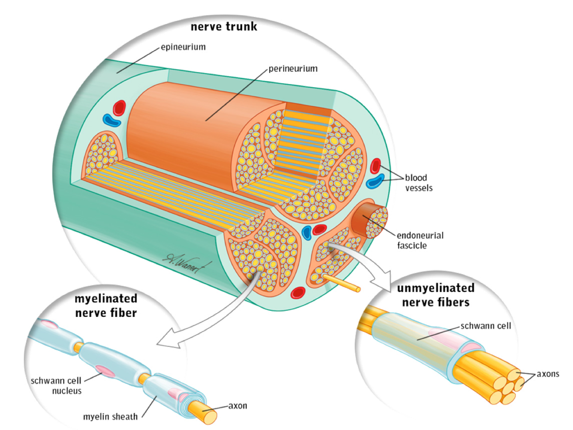 Nerve Anatomy